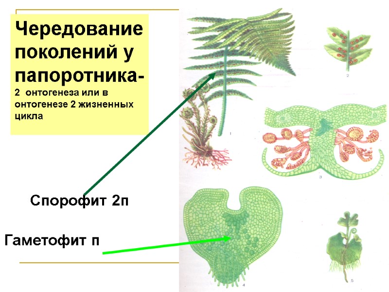 Чередование поколений у папоротника- 2 онтогенеза или в онтогенезе 2 жизненных цикла Спорофит Чередование поколений у папоротника- 2 онтогенеза или в онтогенезе 2 жизненных цикла Спорофит